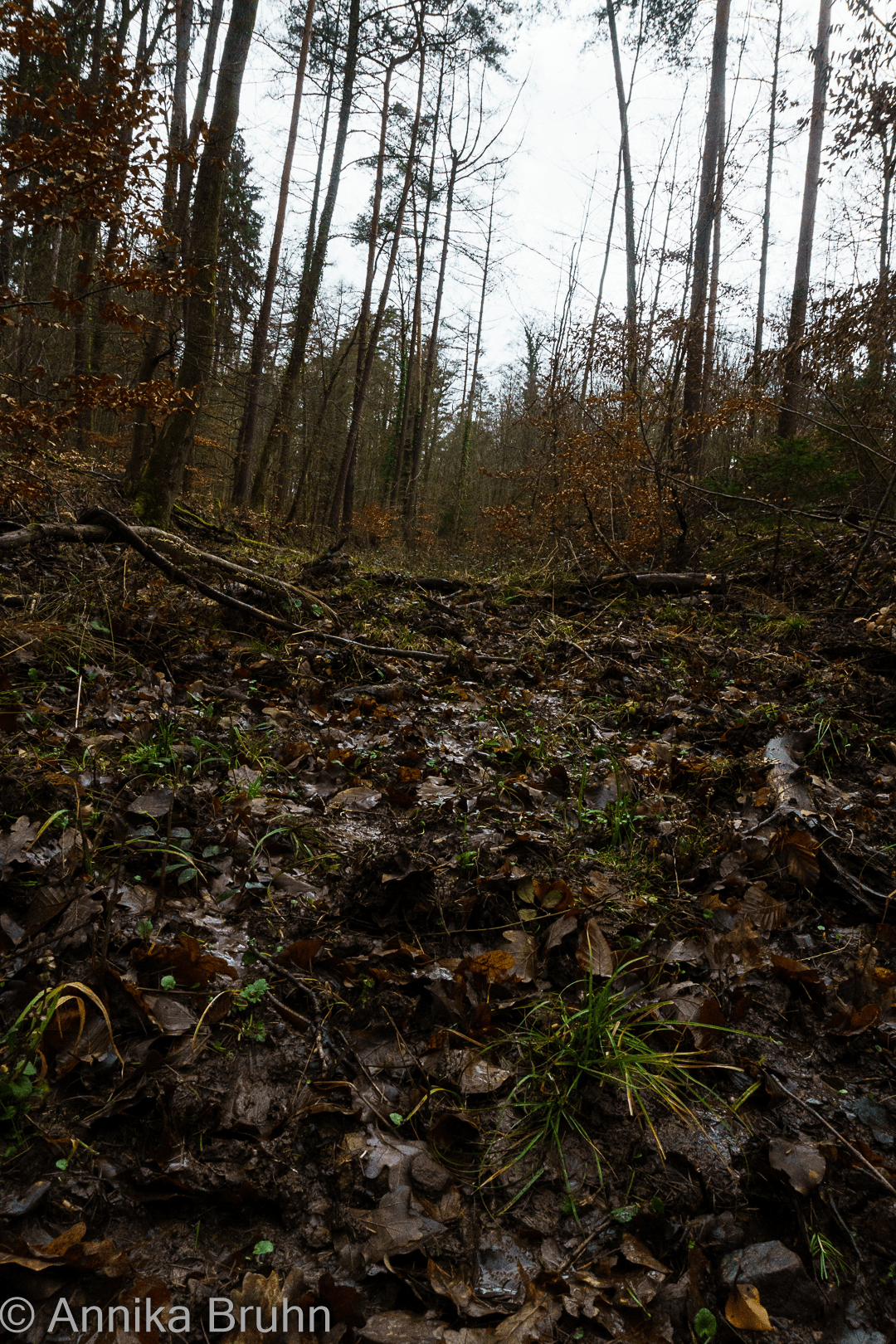 Expedition durch den Wald!